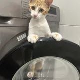 Котёнок Дизель 1