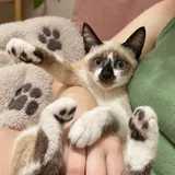 Котенок Лотос 2