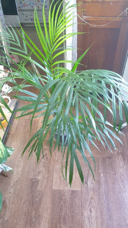 Папоротник, Филодендрон, Калатея, Арека 4