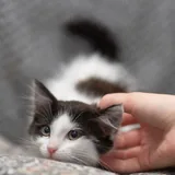 Котенок 2