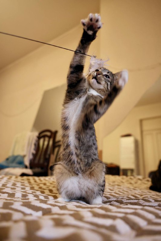 Котенок Шляпа, 7 месяцев, кастрирован 3