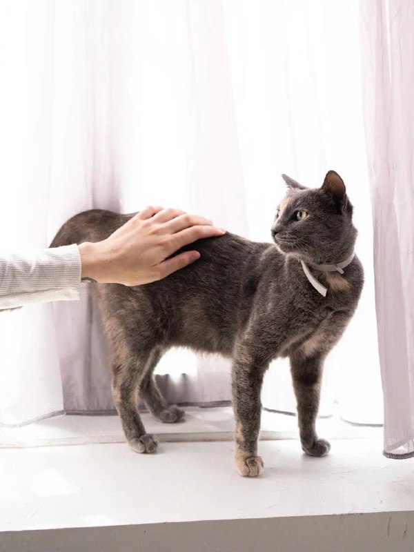 Кошка Лиза ищет дом и доброго хозяина 3