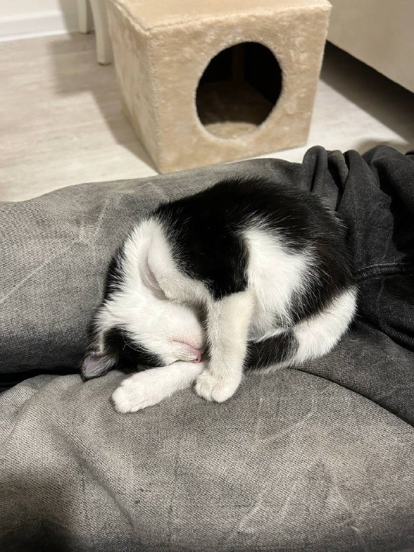 Котёнок Тюша с переноской и игрушками 4