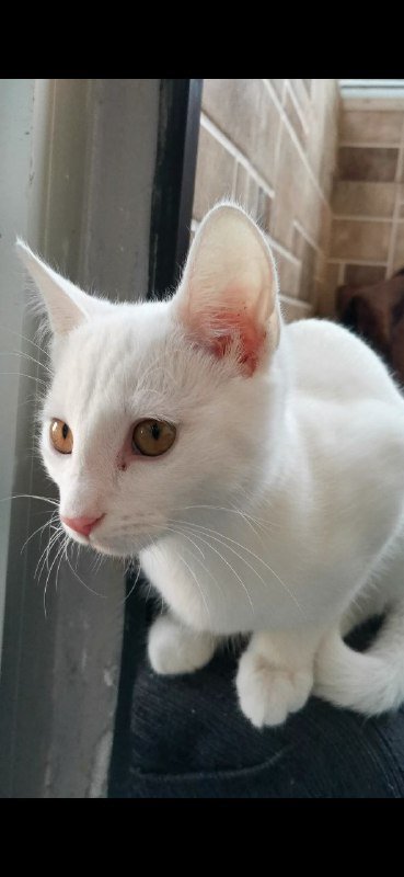 Котенок 3 месяца, девочка, отдам в хорошие руки 3