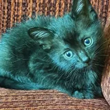 Котенок 2