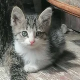 Котята 2