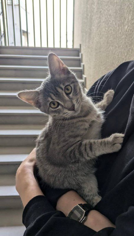 Котёнок Фёрби 4 месяца в дар 5