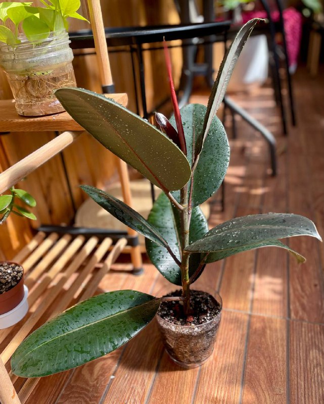 Фикус эластика в горшке 2