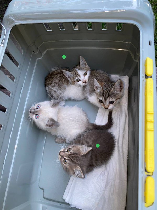 Котята 1,5 месяца ищут дом 2