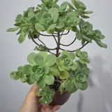 Суккуленты 10