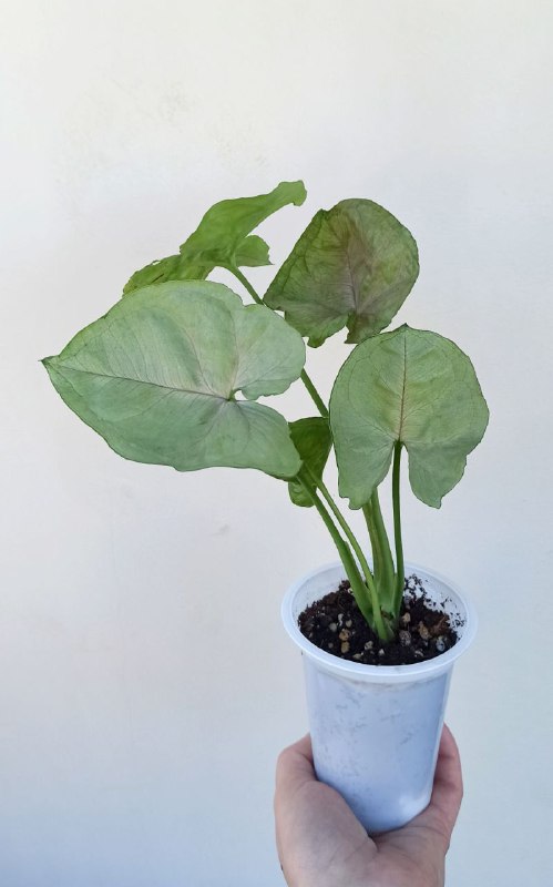 Фиалки, Оттона, Бегония, Сингониум, Хойя 6