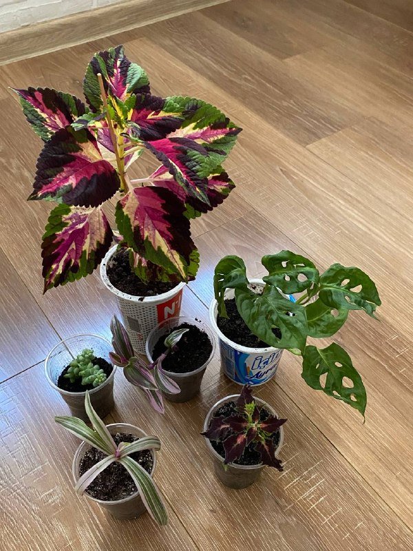 Комнатные растения