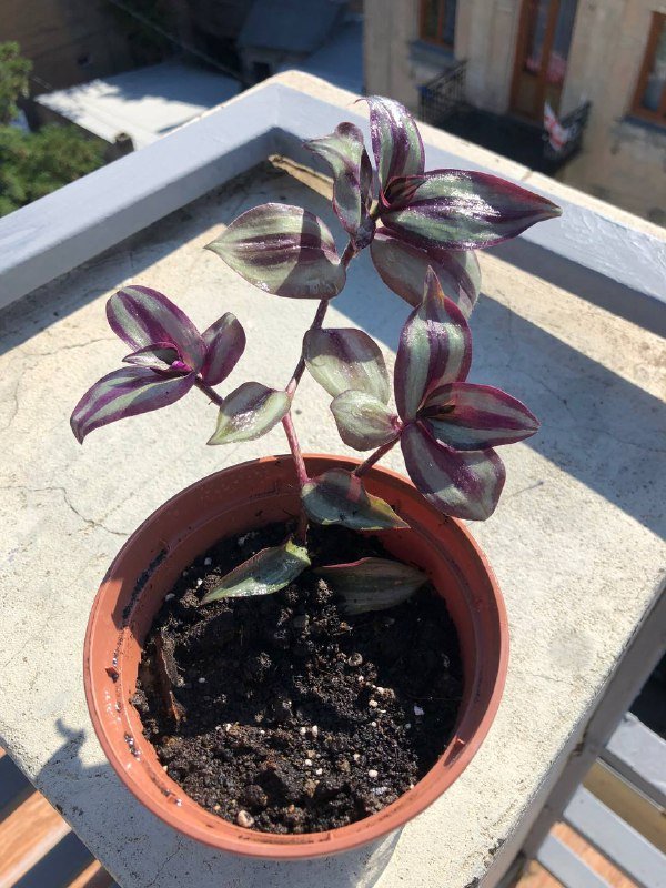 Растение традесканция в горшке