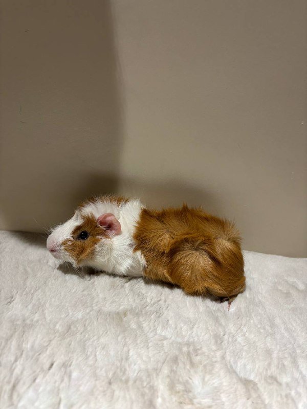 Морские свинки гладкошерстные, мальчик и девочка