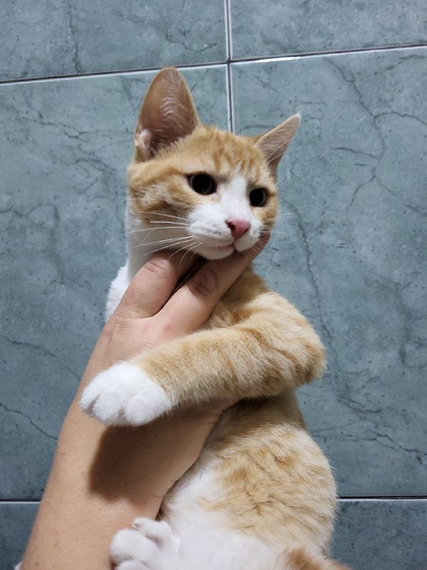 Котята ищут дом 6