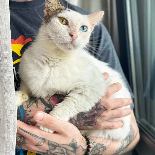 Кошка Луми ищет дом