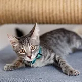Котенок Эдвард Каллен 4