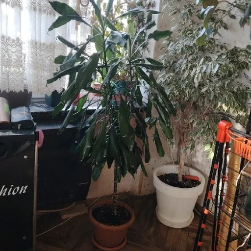 Драцена 170 см