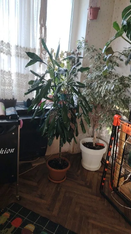 Драцена 170 см