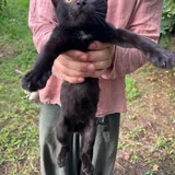 Котята 4