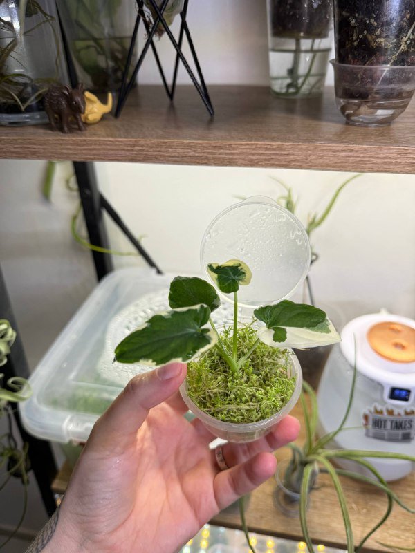 Алоказия Mickey Mouse растение 2