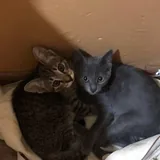 Котенок девочка 3