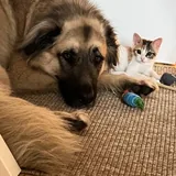 Котёнок Крошка 8