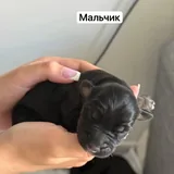 Щенки 4