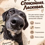 Собака Уся (Луна) ищет постоянный дом 2