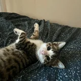 Котенок Тео 2