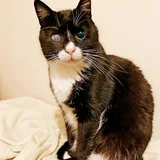 Котик Стиви 4