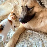 Котенок Крошка ищет семью 2