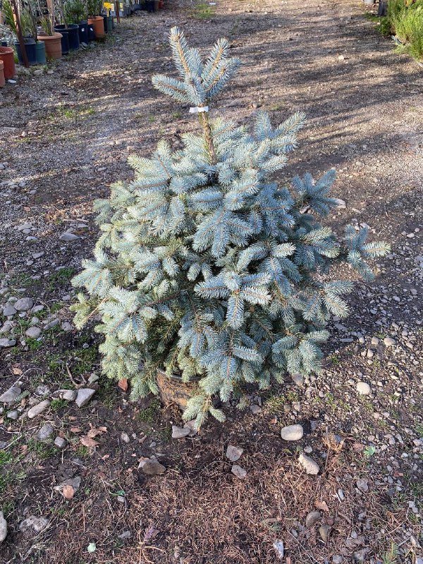 Ёлка пышная 120-130 см 2