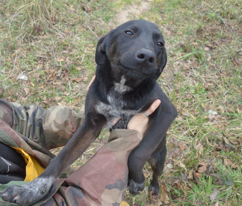 Щенок Ромео ищет семью