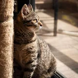 Кошка 5