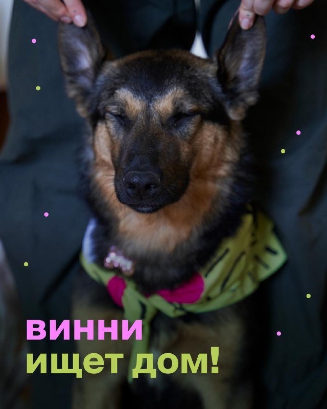 Винни, собака ищет дом