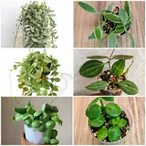 Комнатные растения 8