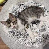 Котёнок Анфиска ищет дом 2
