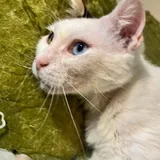Кошка Луми ищет дом 3
