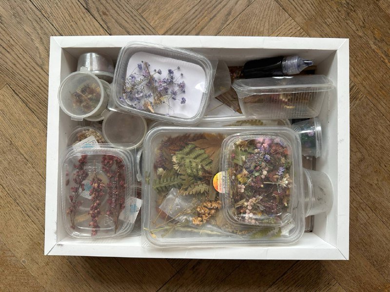 Коллекция сухих цветов