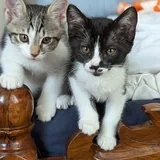 Кошка Пандора, котёнок 3