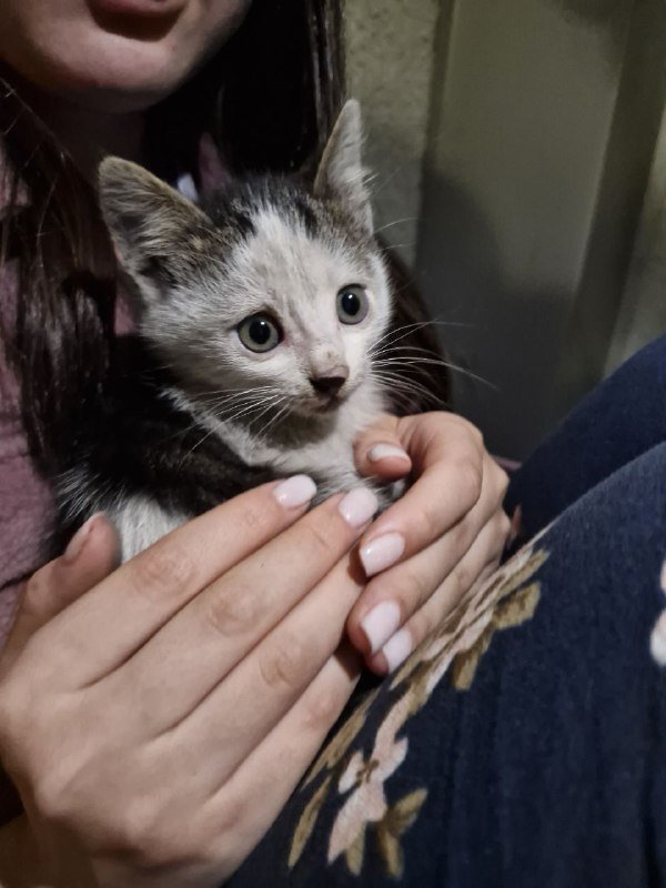 Котёнок в хорошие руки 3