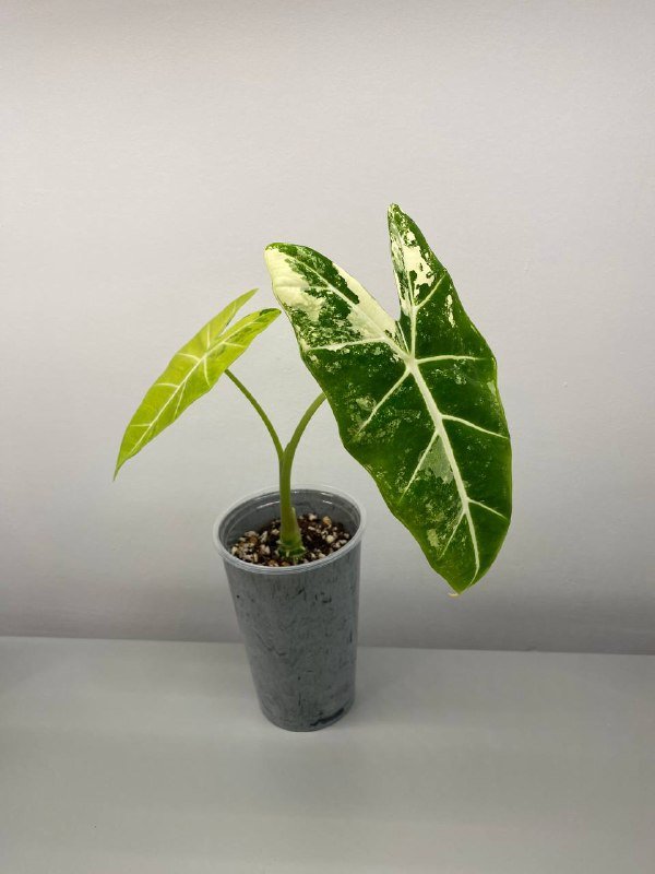 Алоказия Фрайдек вариегатная в горшке