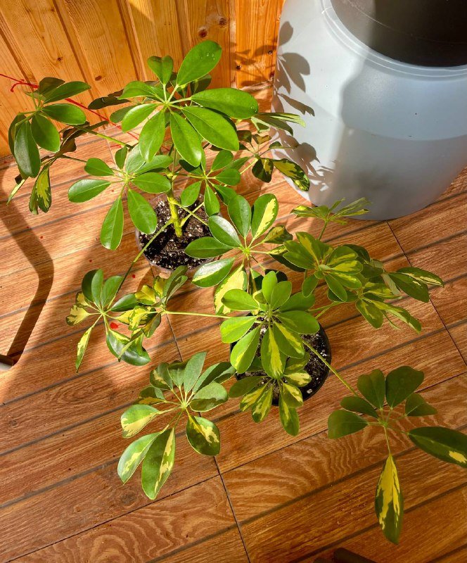 Вариегатные шефлера домашние растения 3