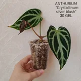 Комнатные растения 3