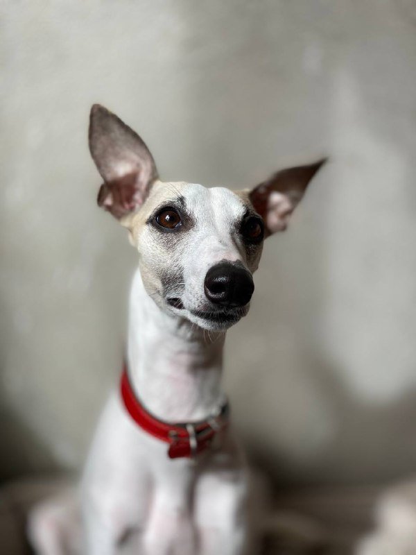 Щенки уиппета British Whippet