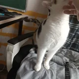 Плюшка и Айза, кошки в добрые руки 2