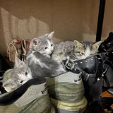 Котята 4
