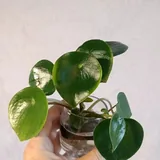 Комнатные растения, черенки 6