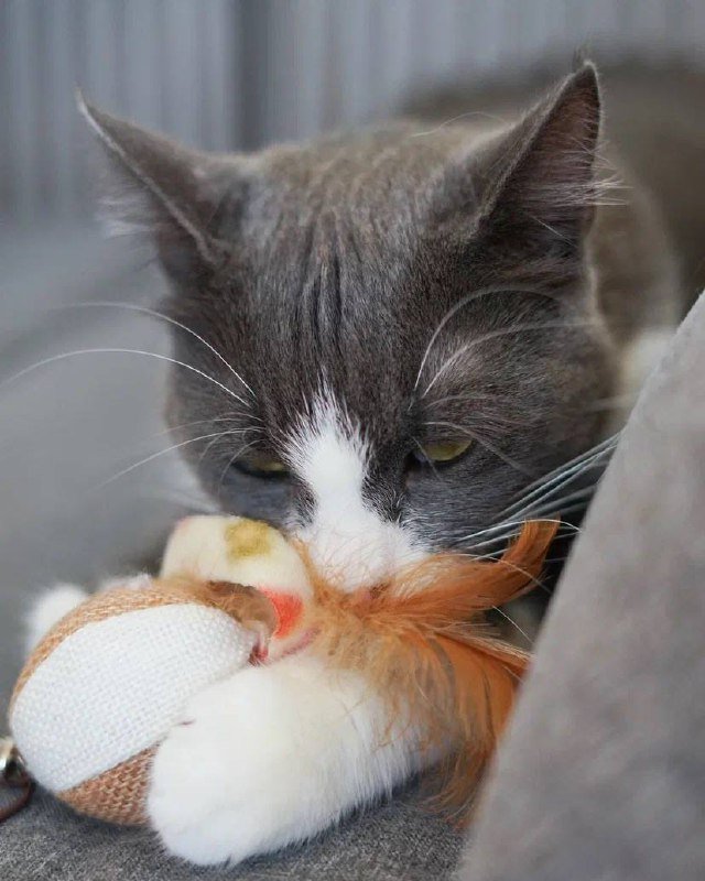 Иви кошка с характером и любовью 5